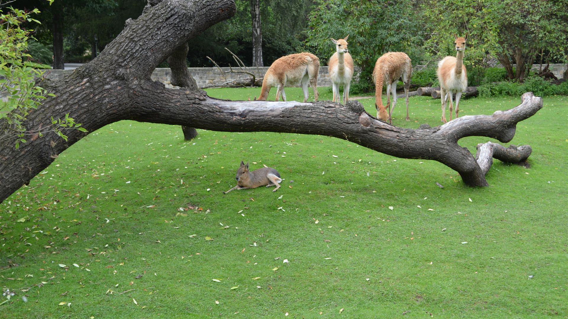 Tierpark Dresden